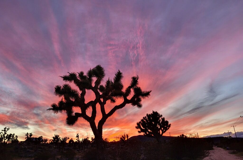 What Does Healing Look Like? Tending to the Garden of Your Life