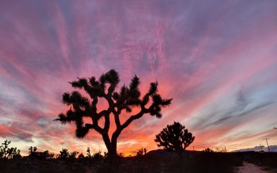 What Does Healing Look Like? Tending to the Garden of Your Life